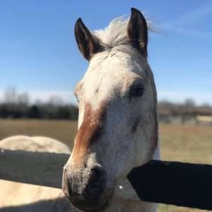 Meet your Posher, Carrie